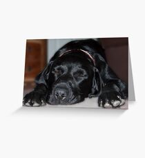 Dog tired!!!! Greeting Card