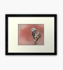 House Sparrow on Sumac Framed Print