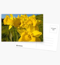 Golden Yellow Daffodil Flower Meadow art Baslee Troutman Postcards