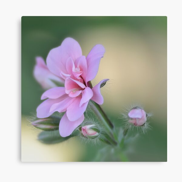 Primi boccioli Canvas Print