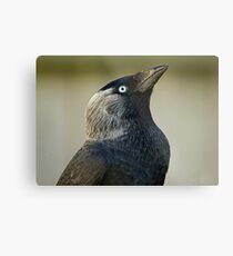 Jackdaw Metal Print