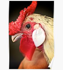Chook Poster
