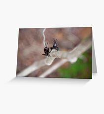 Take Us to Your Leader! Greeting Card