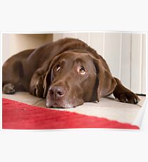 Chocolate Labrador Poster