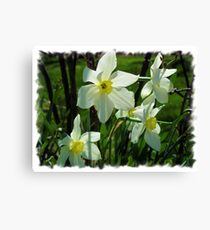 Transparent Daffodils Canvas Print