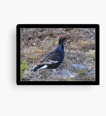 Black grouse Canvas Print