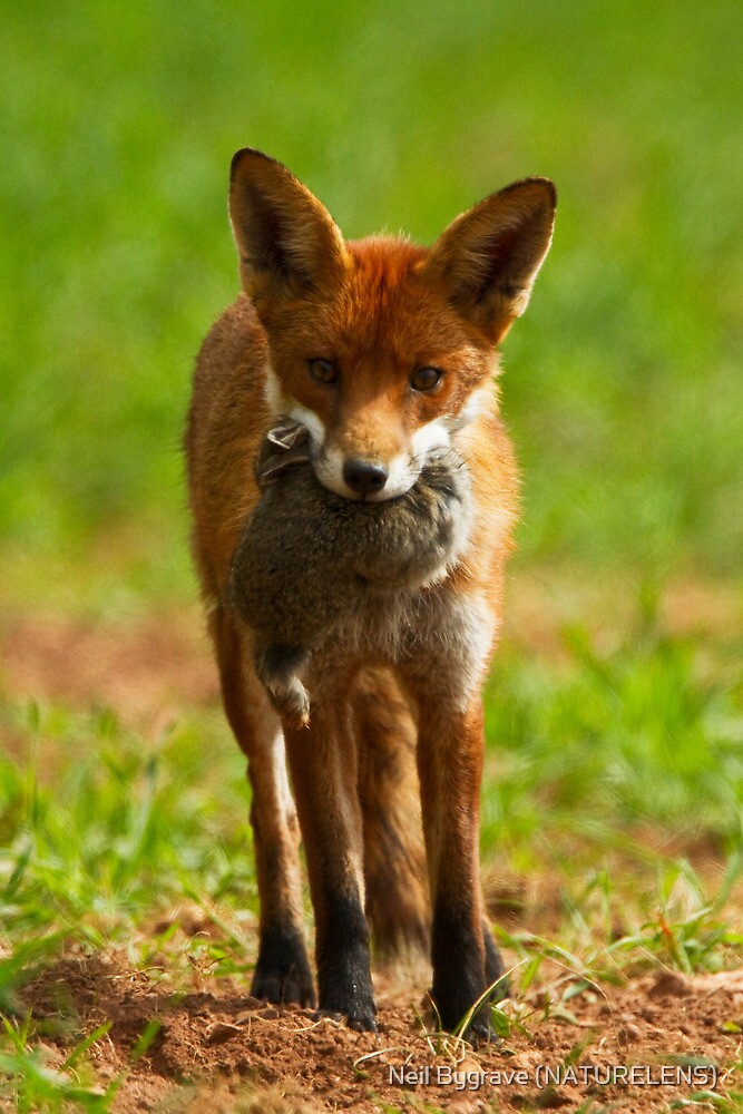 "Red Fox With Prey" by Neil Bygrave (NATURELENS) Redbubble