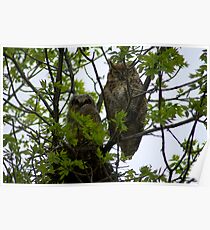 Mom and fledgling on nest Poster