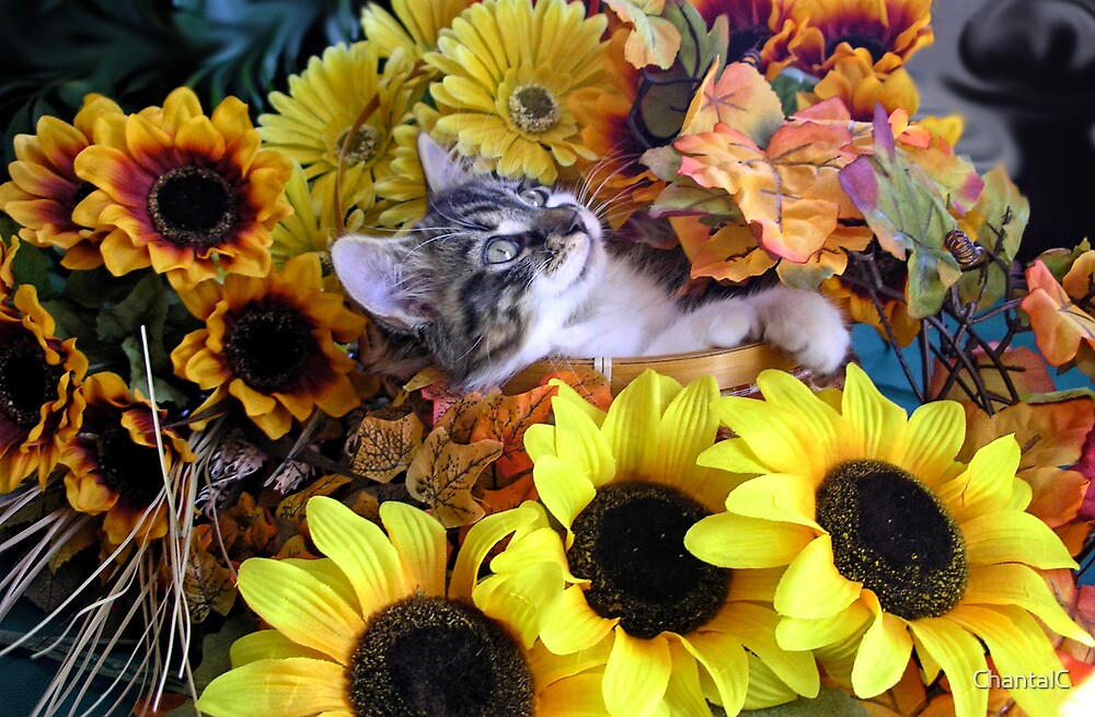 "Venus Serenity Fall Kitty Cat Kitten with Sunflowers" by Chantal