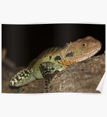 Gippsland Water Dragon Poster