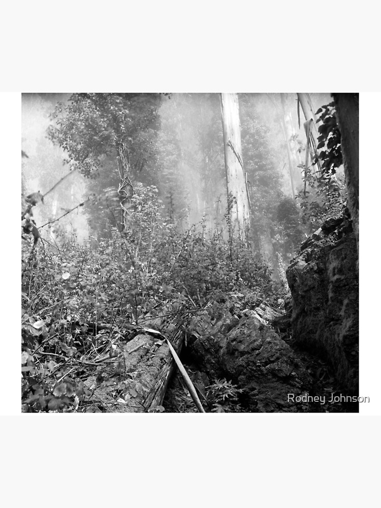 Eucalypti of Mount Sutro by rodneyj46