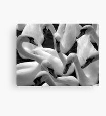 Untitled Canvas Print