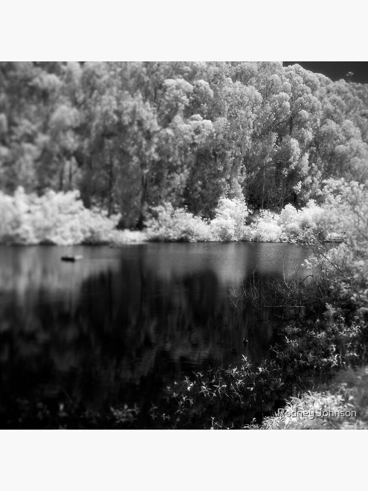 Pine Lake by rodneyj46