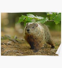 Groundhog Day, (okay, weekend) Poster