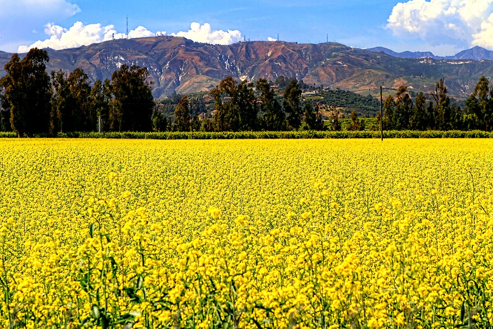 "Yellow Flower Field" by Mariann Kovats | Redbubble