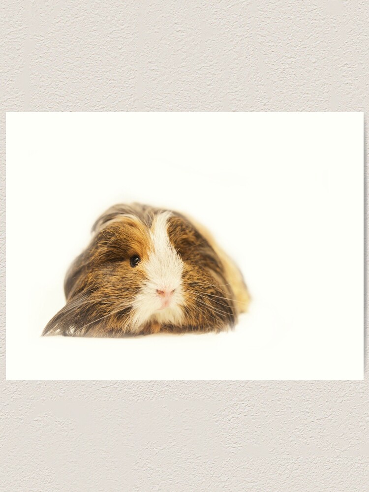 Cute Sheltie Long Hair Guinea Pig Photo Print Art Print By