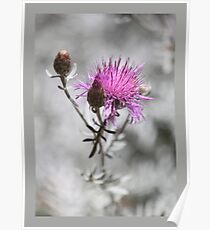Dusty Miller Poster