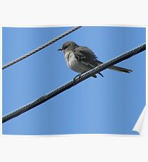Mockingbird Fledgling Poster