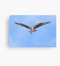 Osprey (Pandion haliaetus) Canvas Print