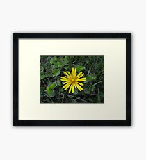 Yellow Petals Framed Print
