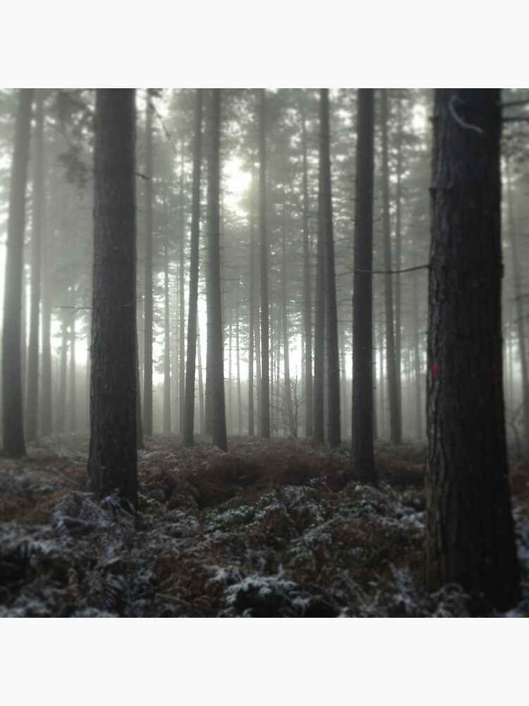 Sherwood Forest by robsteadman