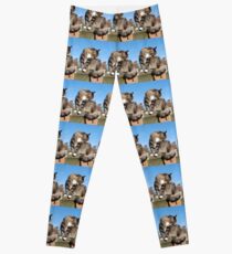 Tabby cat cleaning fur Leggings