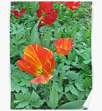 Tulips Poster
