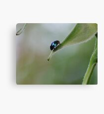 Steel Blue Ladybird Beetle Canvas Print