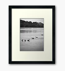 Just a Different Kinda Duck Framed Print