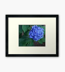 Summer Flowers Framed Print