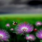 Meadow Life
