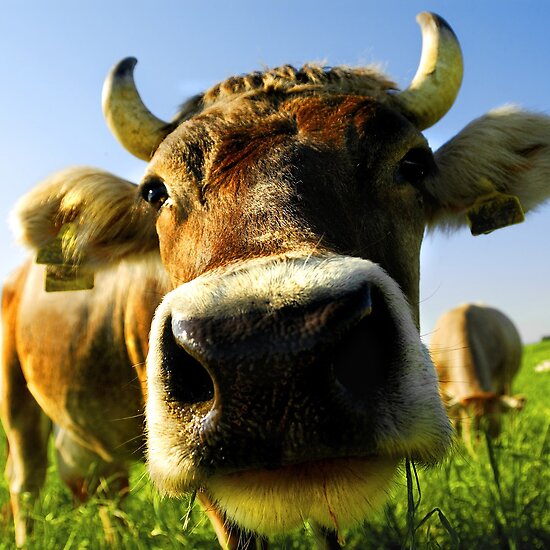 nosy cow