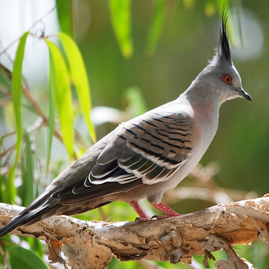 top-notch-pigeon. | BIRDS | Pinterest