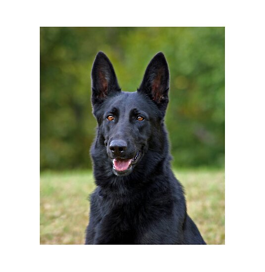 work.3881252.11.flat,550x550,075,f.black-german-shepherd.jpg
